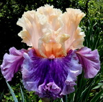 CROWNED IN GLORY