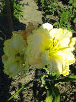 VERDANT SWEET