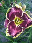 DUELING COLORS