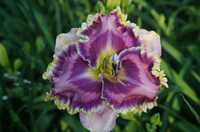 VENETIAN RUFFLES