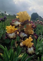 High Desert / Хай Дезерт