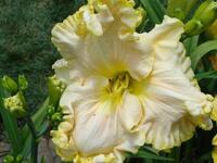  Boundless Beauty