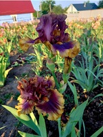 Big Band / Биг Бэнд