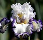 Bright An   Shining Star