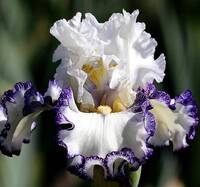 Bright An   Shining Star