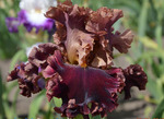 Burgundy Blaze