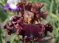 Burgundy Blaze