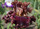 Burgundy Blaze