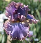 French Lavender / Френч Лавендер