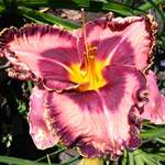 WRENETTA POWELL