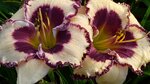 PICOTEE RIPPLED RUFFLES