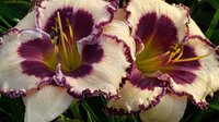 PICOTEE RIPPLED RUFFLES