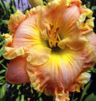  JUDY FARQUHAR