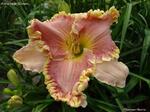  ANNE MCWILLIAMS