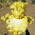 LEMON COVE