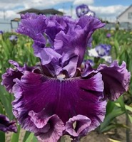 VOLSHEBNIK ZEMNOMORIA