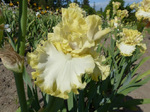  Pale Sunlight